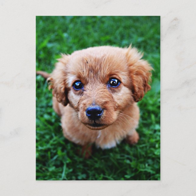Adsible Puppy Photo Postcard Vykort (Framsida)