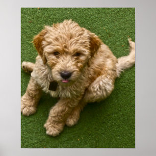 Adsible Puppy Photo Poster