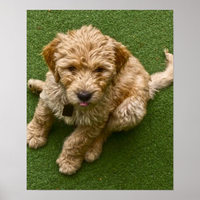 Adsible Puppy Photo Poster (Framsidan)