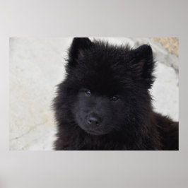 Adsible Puppy Poster