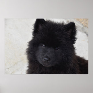 Adsible Puppy Poster