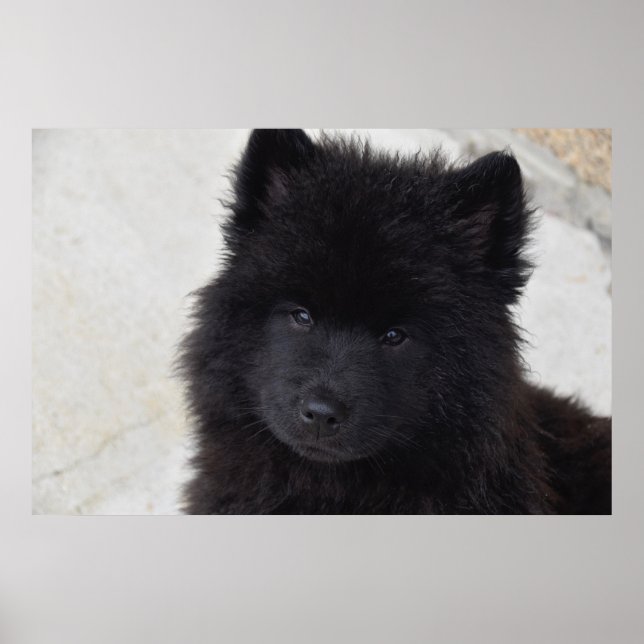 Adsible Puppy Poster (Framsidan)