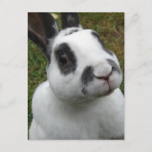 Adsible Rabbit Postcard Vykort