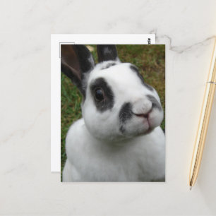 Adsible Rabbit Vykort