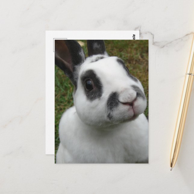 Adsible Rabbit Vykort (Fram/Back In Situ)