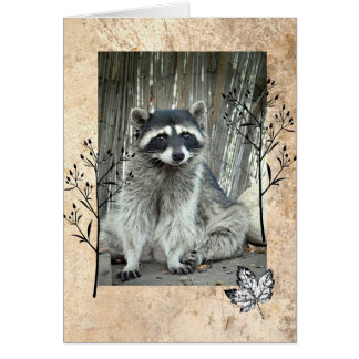 Adsible Raccoon OBS Kort