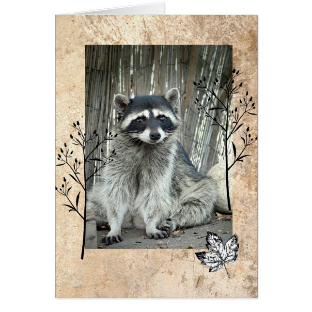 Adsible Raccoon OBS Kort (Framsidan)
