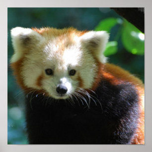 Adsible Red Panda Poster