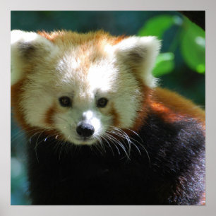 Adsible Red Panda Poster