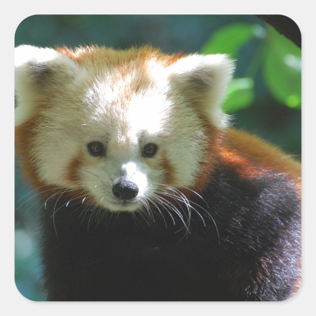Adsible Red Panda Stickers Fyrkantigt Klistermärke (Framsida)