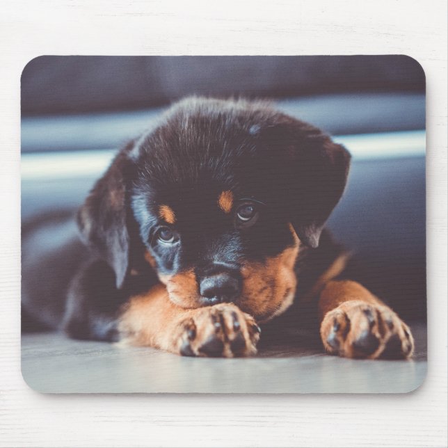 Adsible Rottweiler Puppy Hund Resting Musmatta (Framsidan)