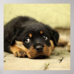 Adsible Rottweiler Puppy Poster
