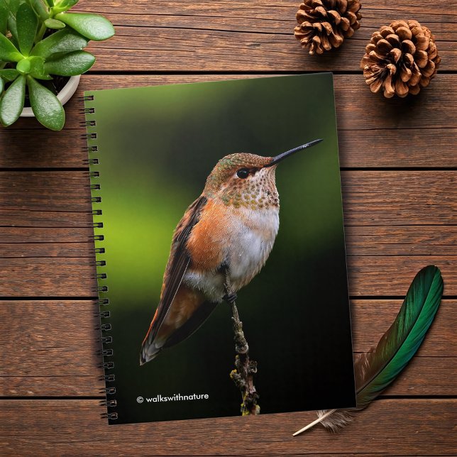 Adsible Rufous Hummingbird på Gren Anteckningsbok Med Spiral (Rufous Hummingbird Poses on the Hybrid Fruit Tree Journal Cover Photo 2)
