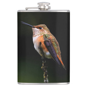 Adsible Rufous Hummingbird på Gren Fickplunta
