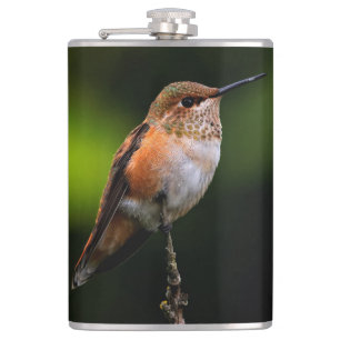 Adsible Rufous Hummingbird på Gren Fickplunta
