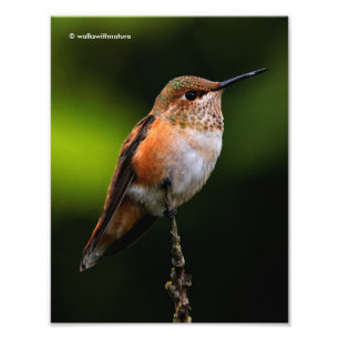 Adsible Rufous Hummingbird på Gren Fototryck