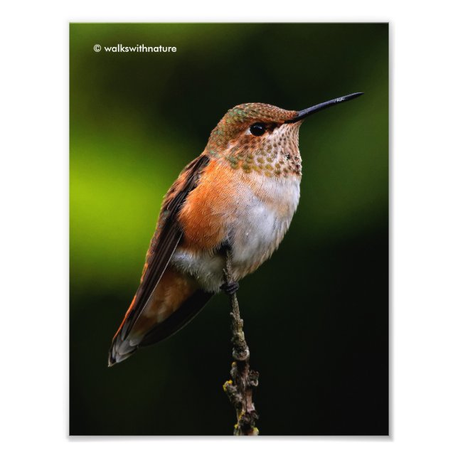 Adsible Rufous Hummingbird på Gren Fototryck (Framsidan)