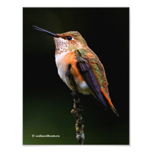 Adsible Rufous Hummingbird på Gren Fototryck