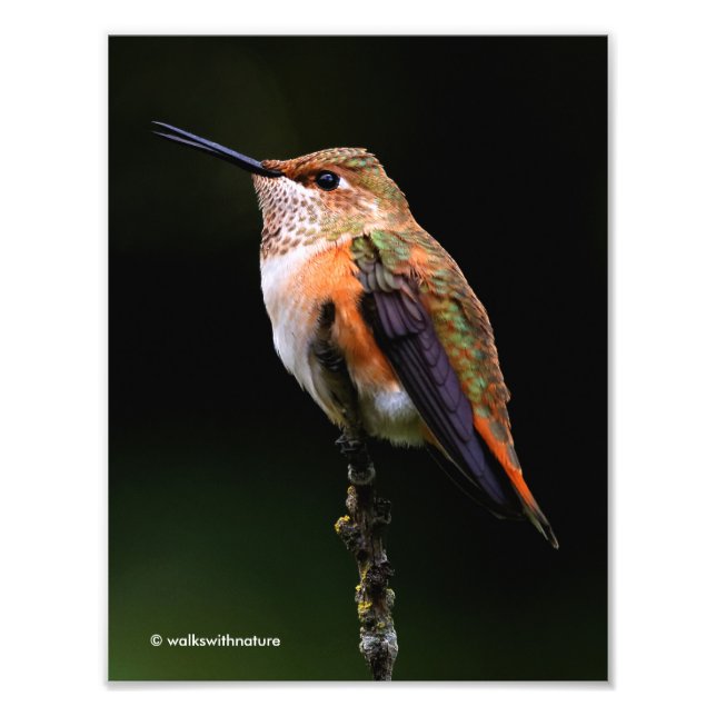 Adsible Rufous Hummingbird på Gren Fototryck (Framsidan)