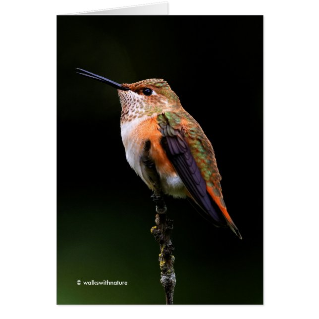 Adsible Rufous Hummingbird på Gren Hälsningskort (Framsidan)
