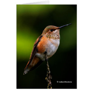Adsible Rufous Hummingbird på Gren Hälsningskort