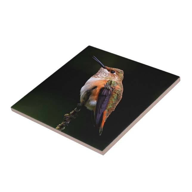 Adsible Rufous Hummingbird på Gren Kakelplatta (Sidan)
