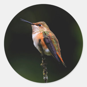 Adsible Rufous Hummingbird på Gren Runt Klistermärke