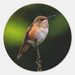 Adsible Rufous Hummingbird på Gren Runt Klistermärke