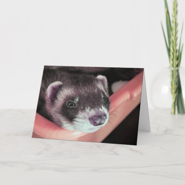 Adsible Sable Ferret Photo Birthday Kort (Framsida)