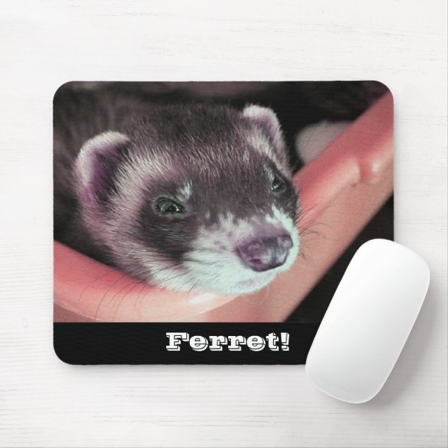 Adsible Sable Ferret Photo Musmatta (Med mus)