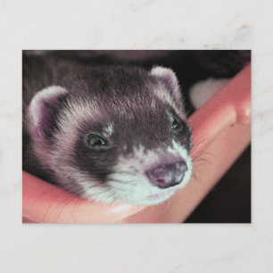 Adsible Sable Ferret Photo Vykort