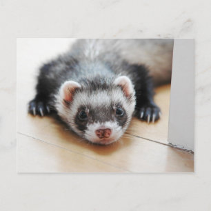 Adsible Sable Ferret Vykort