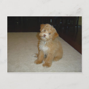 Adsible Schnoodle puppy Vykort