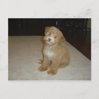 Adsible Schnoodle puppy Vykort