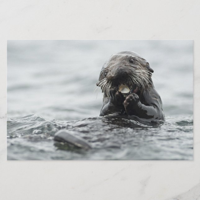 Adsible Sea Otter Brevpapper (Framsida)