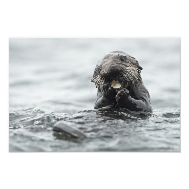 Adsible Sea Otter Fototryck (Framsidan)
