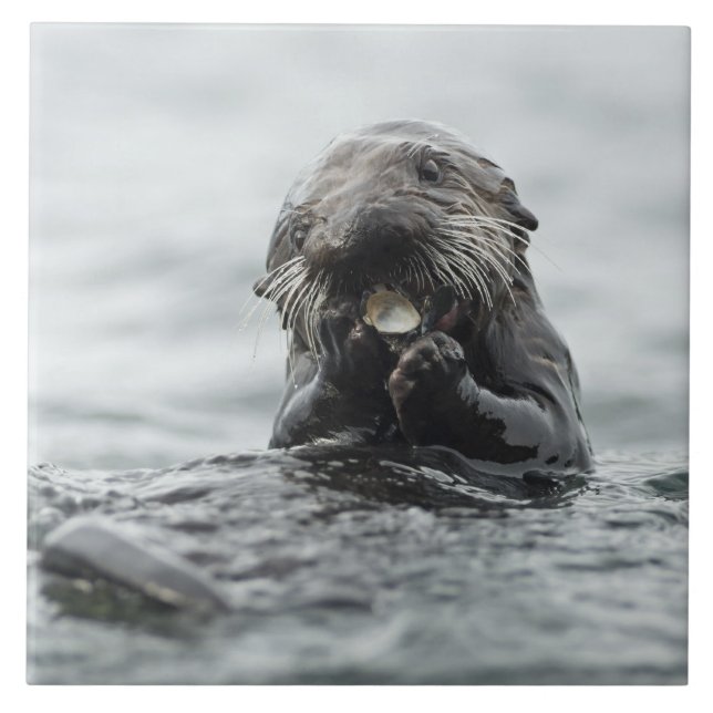 Adsible Sea Otter Kakelplatta (Framsidan)
