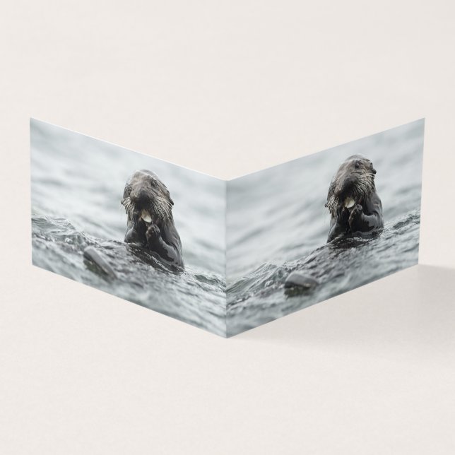 Adsible Sea Otter Kort (Utsida)