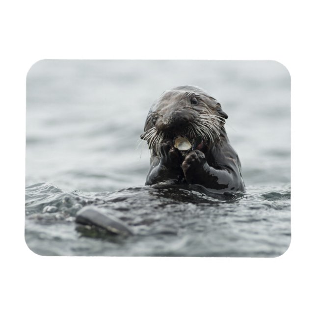 Adsible Sea Otter Magnet (Horisontell)