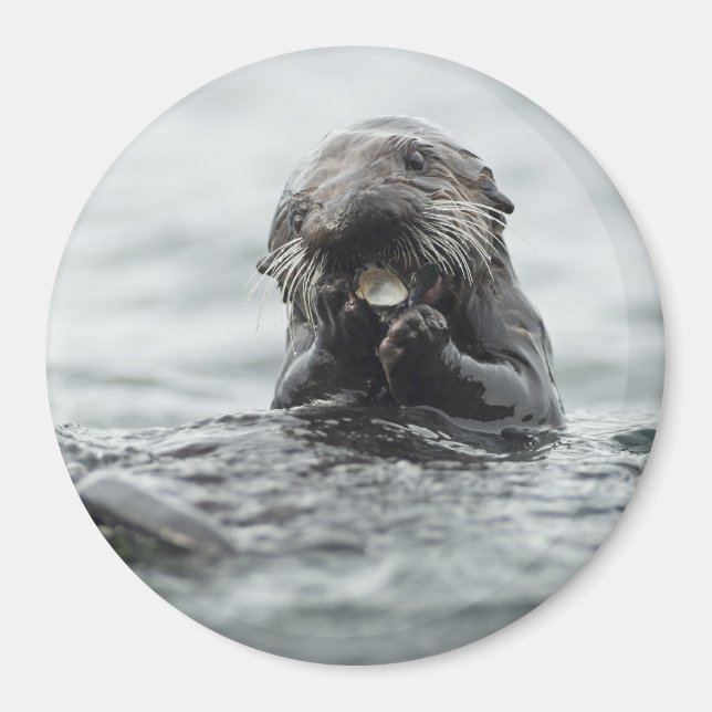Adsible Sea Otter Magnet (Framsidan)