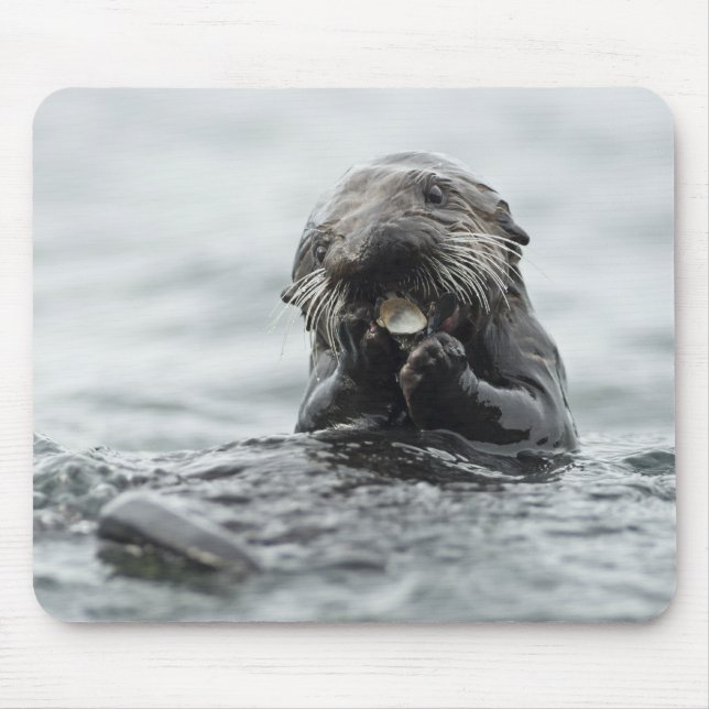 Adsible Sea Otter Musmatta (Framsidan)