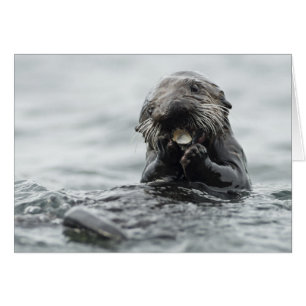 Adsible Sea Otter OBS Kort
