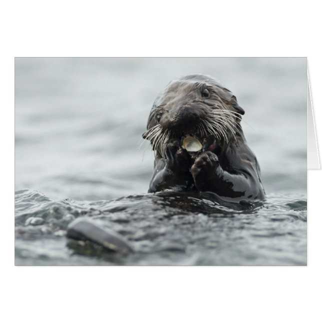Adsible Sea Otter OBS Kort (Framsidan Horizontal)