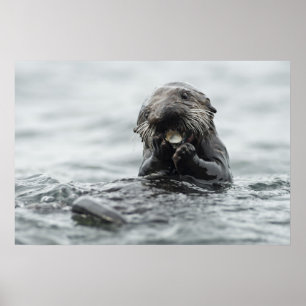 Adsible Sea Otter Poster