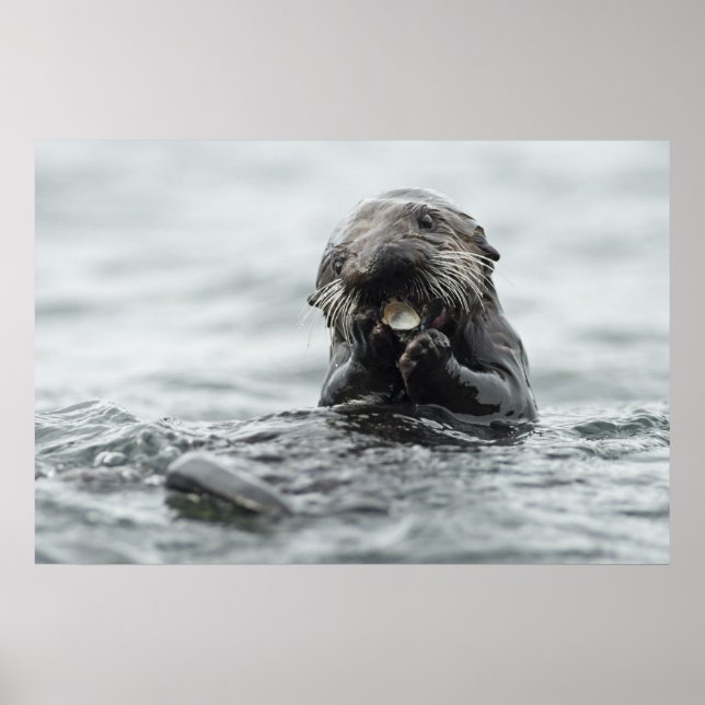Adsible Sea Otter Poster (Framsidan)