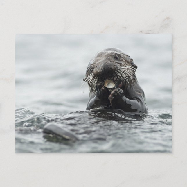 Adsible Sea Otter Vykort (Framsida)