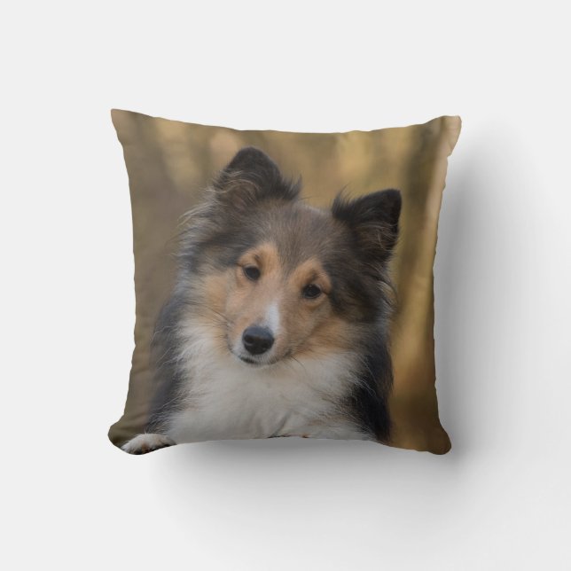 Adsible Sheltie Kudde (Framsida)
