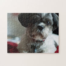 Adsible Shih Tzu Puzzle