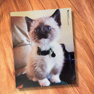 Adsible Siamese Kitten Blue Öga Close Photo Pussel