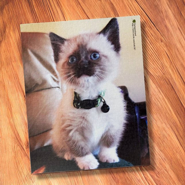 Adsible Siamese Kitten Blue Öga Close Photo Pussel (jigsaw puzzle on table)
